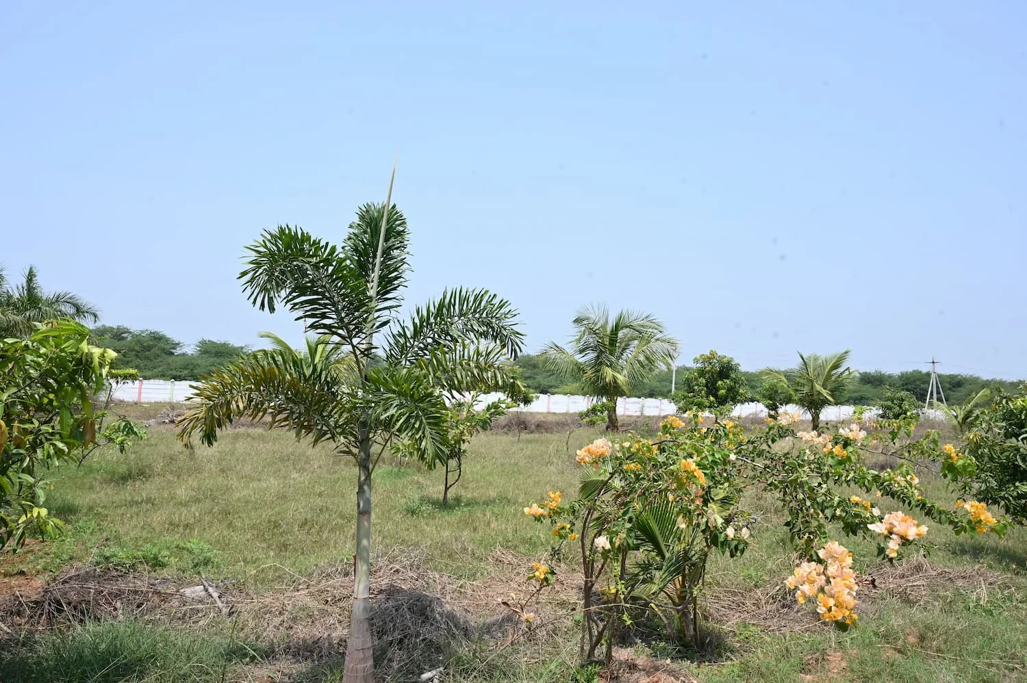 farm land plot for sale in chilpur gutta